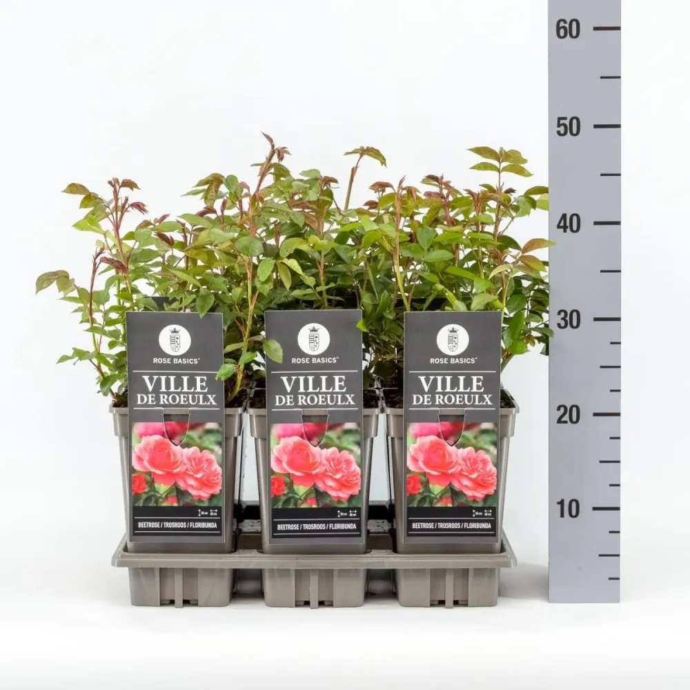 Rosa ‘Ville de Roeulx’® - Trandafir floribunda, infloriri abundente