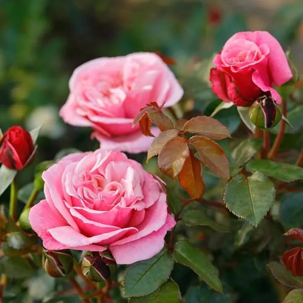 Rosa 'Wildberry'® - teahibrid premiat, parfumat, Nostalgic®