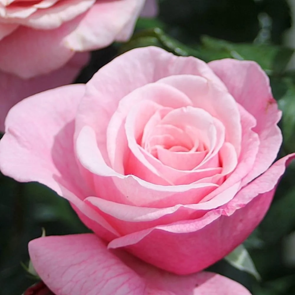 Rosa 'Wildberry'® - teahibrid premiat, parfumat, Nostalgic®