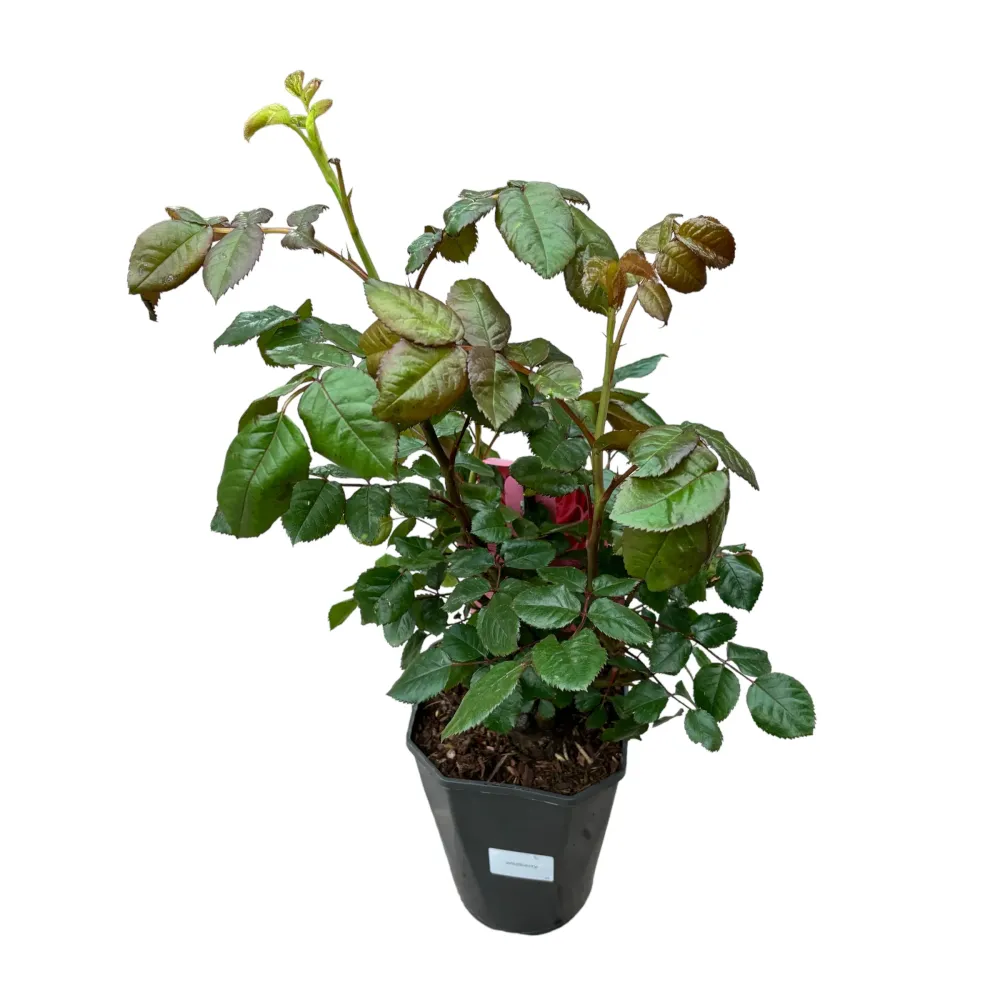 Rosa 'Wildberry'® - teahibrid premiat, parfumat, Nostalgic®