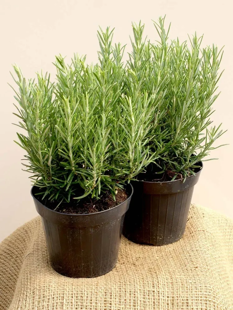 Rozmarin ghiveci - Rosmarinus officinalis