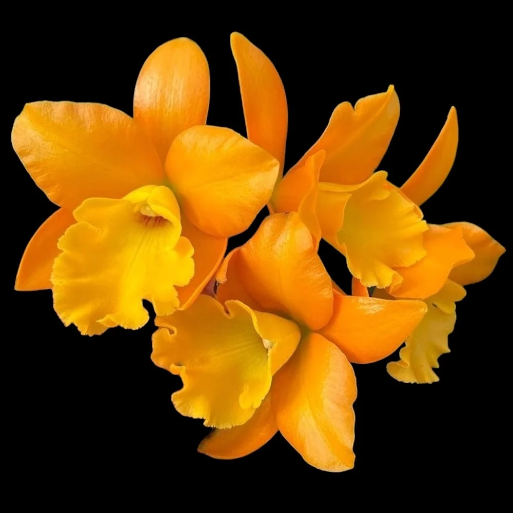 Rth. Ahchung Yoyo 'Sparking' - flori parfumate