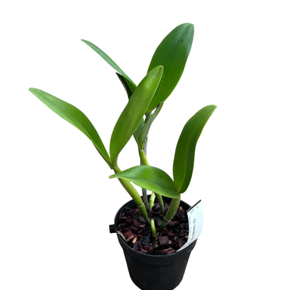 Rth. Ahchung Yoyo 'Sparking' - flori parfumate