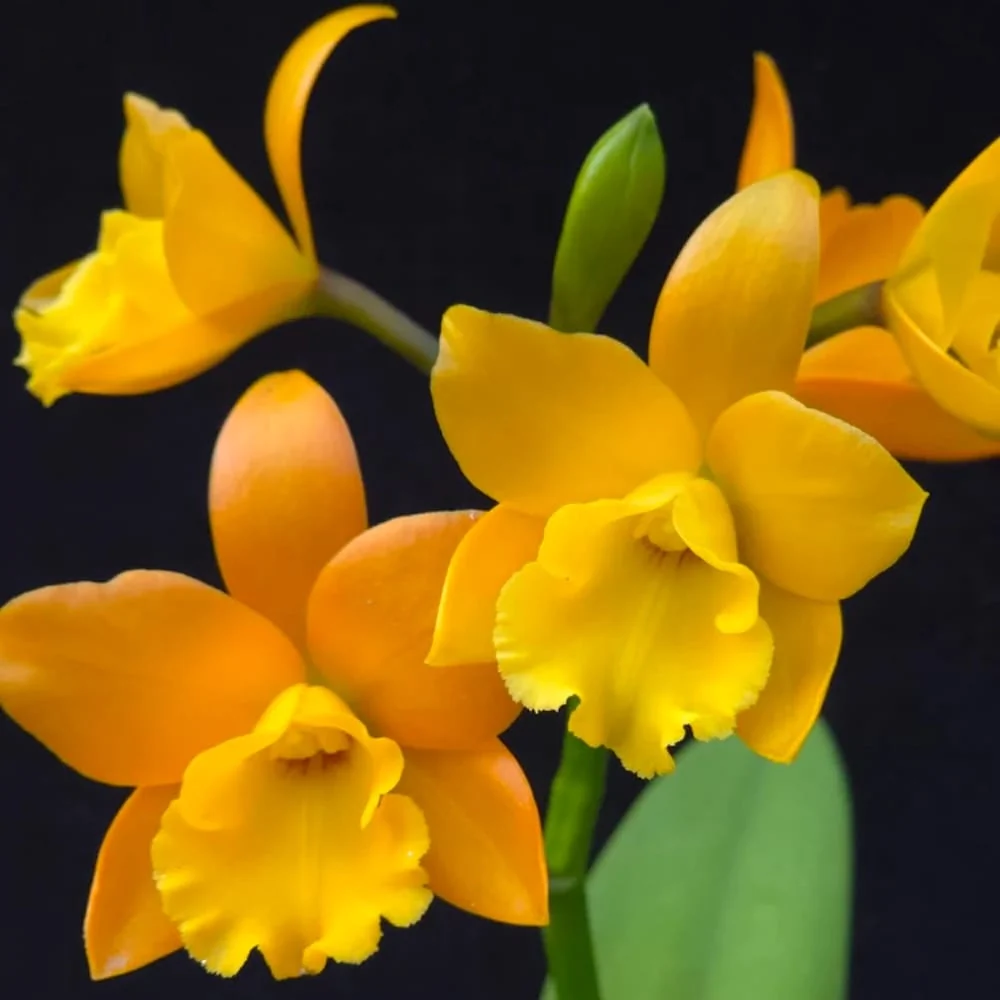 Rth. Ahchung Yoyo 'Sparking' - flori parfumate