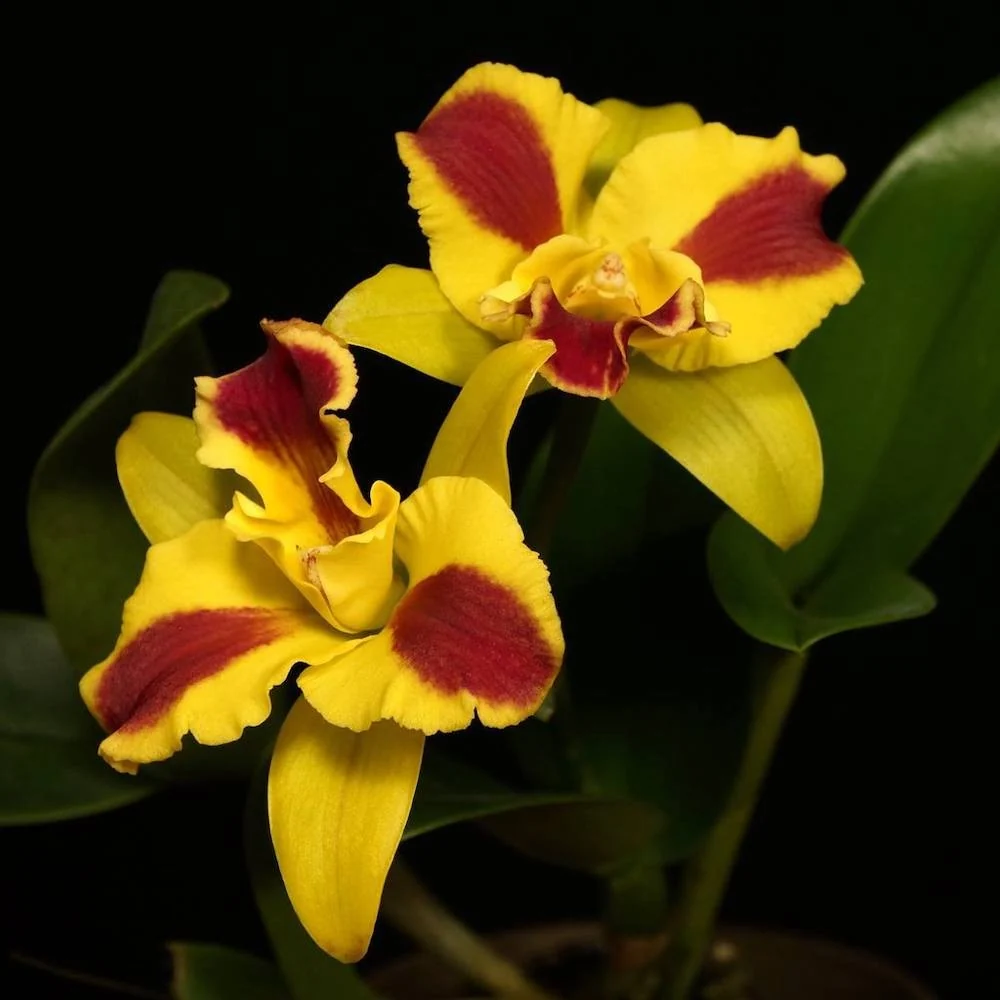 Rth. Burana Beauty 'Burana' parfumata