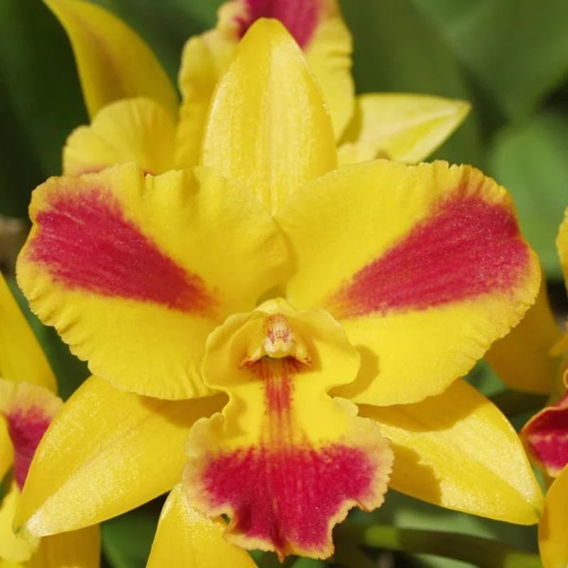 Rth. Burana Beauty 'Burana' parfumata