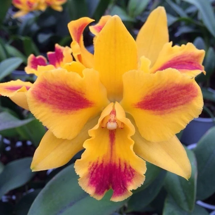 Rth. Burana Beauty 'Burana' parfumata