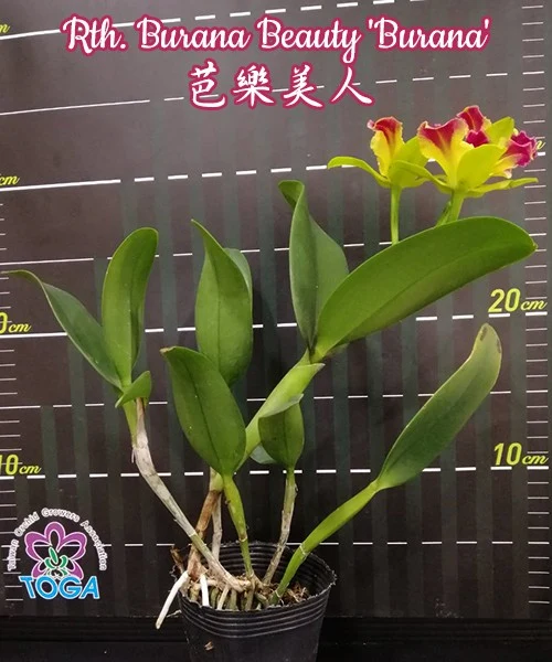 Rth. Burana Beauty 'Burana' parfumata