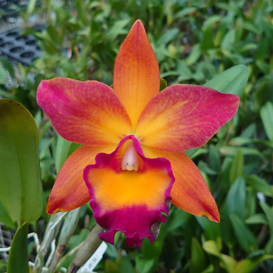 Rth. Chief Sweet Orange 'Sweet Orange' AM/AOS * parfumata