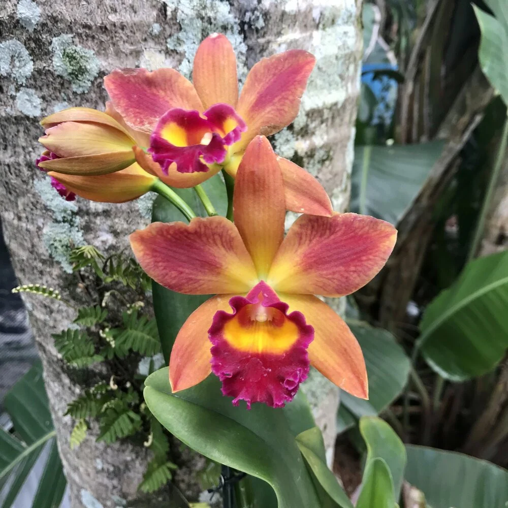 Rth. Chief Sweet Orange 'Sweet Orange' AM/AOS * parfumata