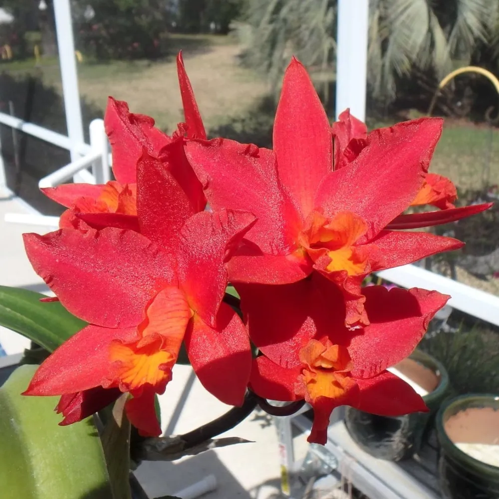 Rth. Shinfong Dawn (C. Koolau Seagulls x Rth. Love Passion)