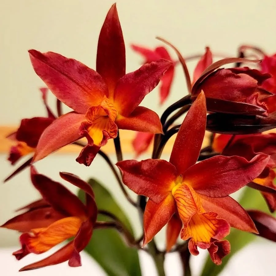 Rth. Shinfong Dawn (C. Koolau Seagulls x Rth. Love Passion)