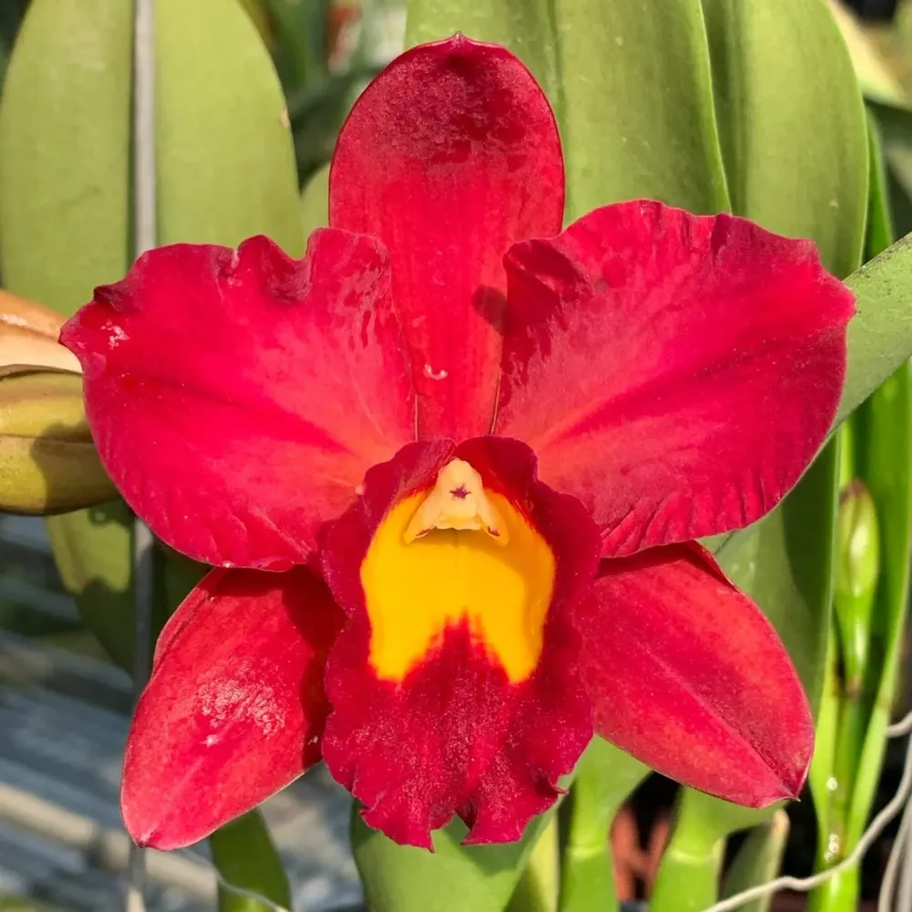 Rth. Smiley Kiss 'Wilson' parfumata