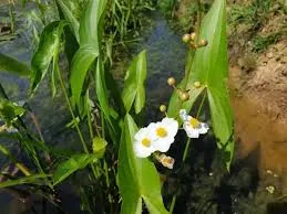 Sagitaria japonika