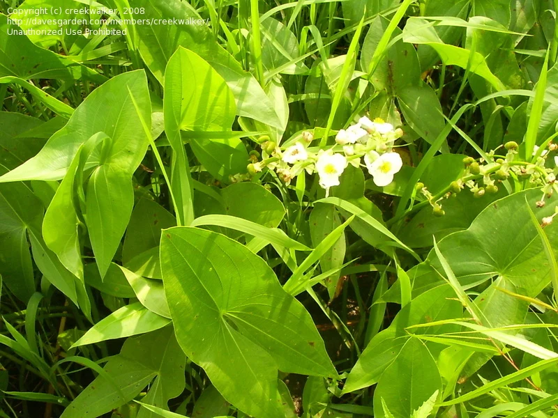 Sagitaria japonika