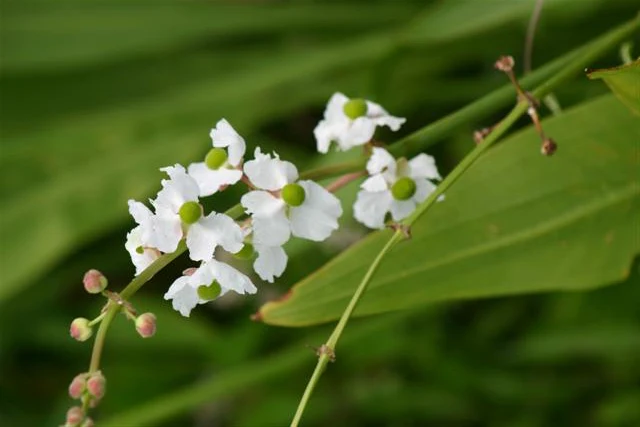 Sagitaria japonika