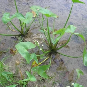 Sagittaria latifolia