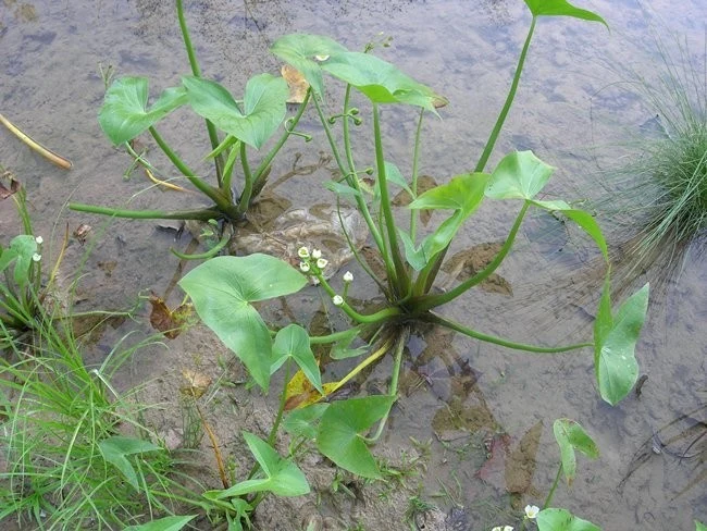 Sagittaria latifolia