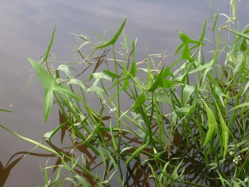 Sagittaria latifolia