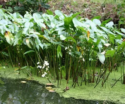 Sagittaria latifolia