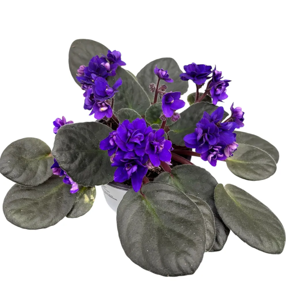 Saintpaulia Ballerina's Iris - violete cu flori duble