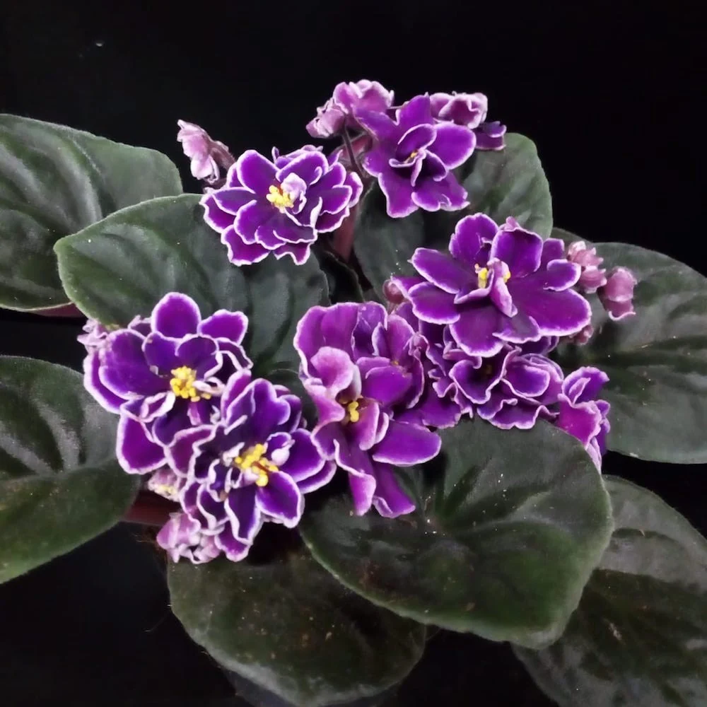 Saintpaulia Butterfly - violete cu flori duble mov