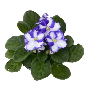 Saintpaulia Chico - Violete bicolore alb - albastru