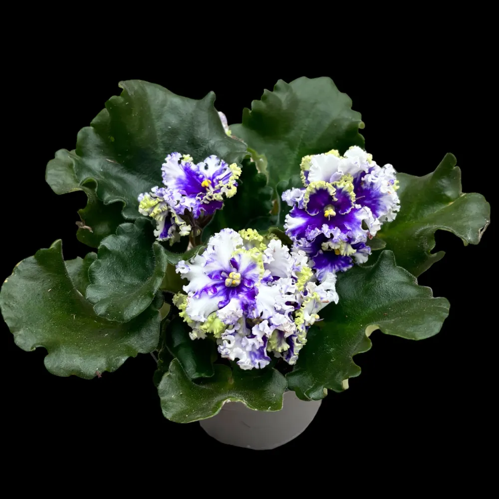 Saintpaulia 'Curlies Ocean Fi' variation