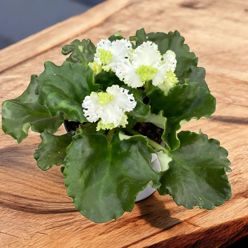 Saintpaulia Curly White (Violete de Parma crete)