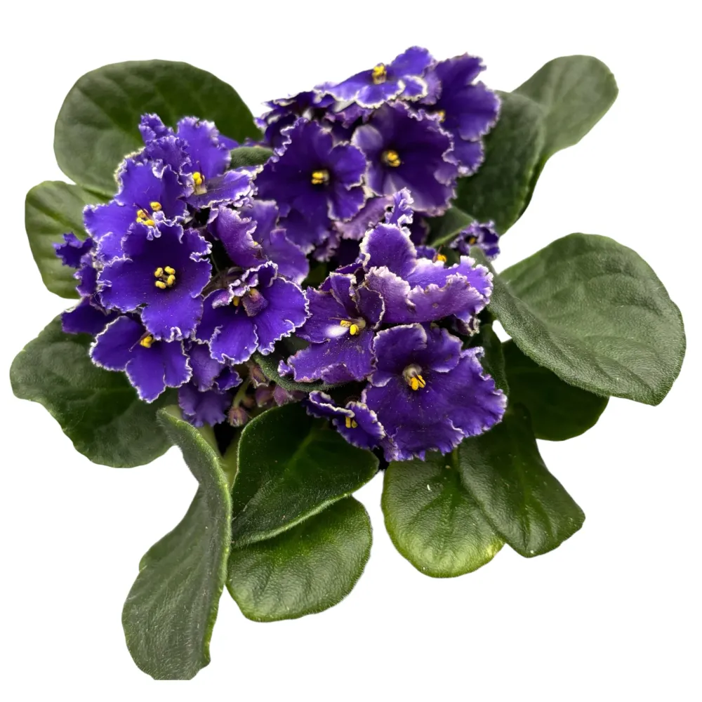 Saintpaulia Hawaii - violete crete