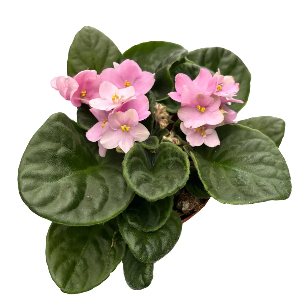 Saintpaulia Inova Prisma Rose - Violete africane roz