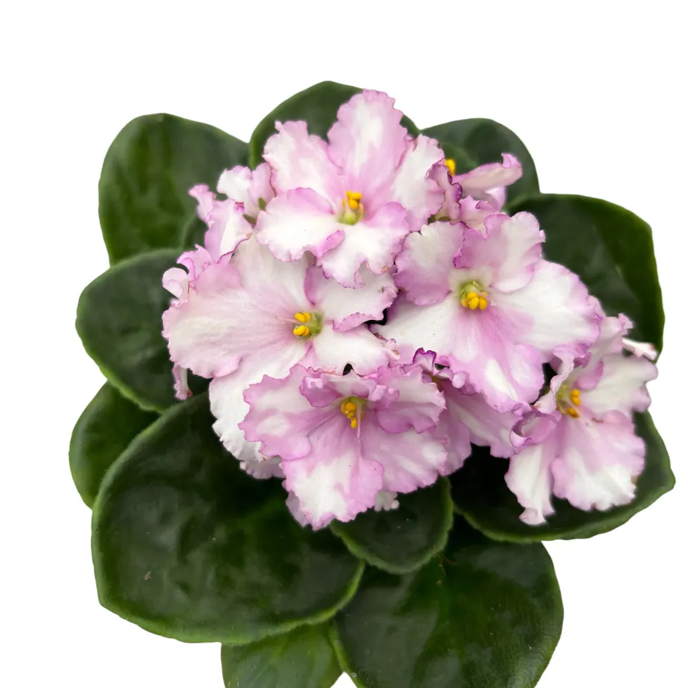 Saintpaulia Inova Spectra Lieke - violete africane