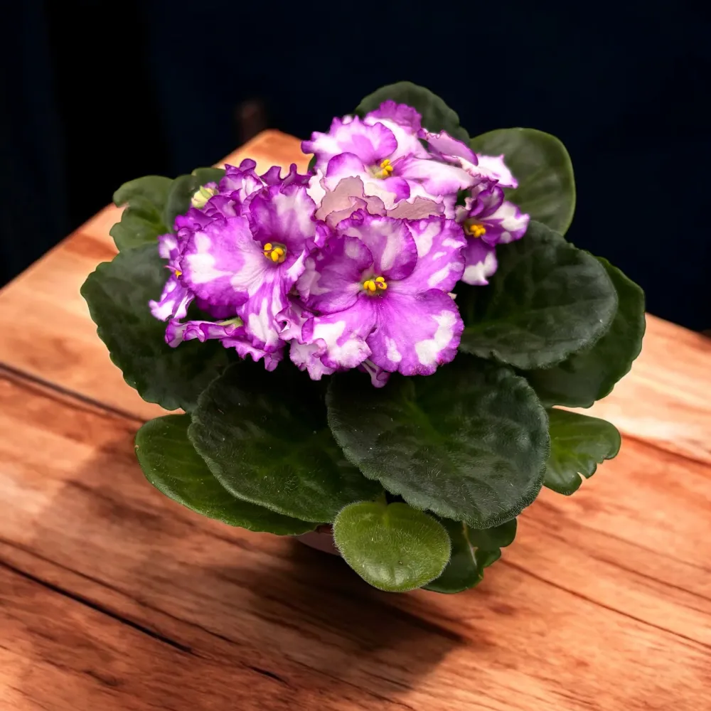 Saintpaulia Inova Spectra Purple - violete africane
