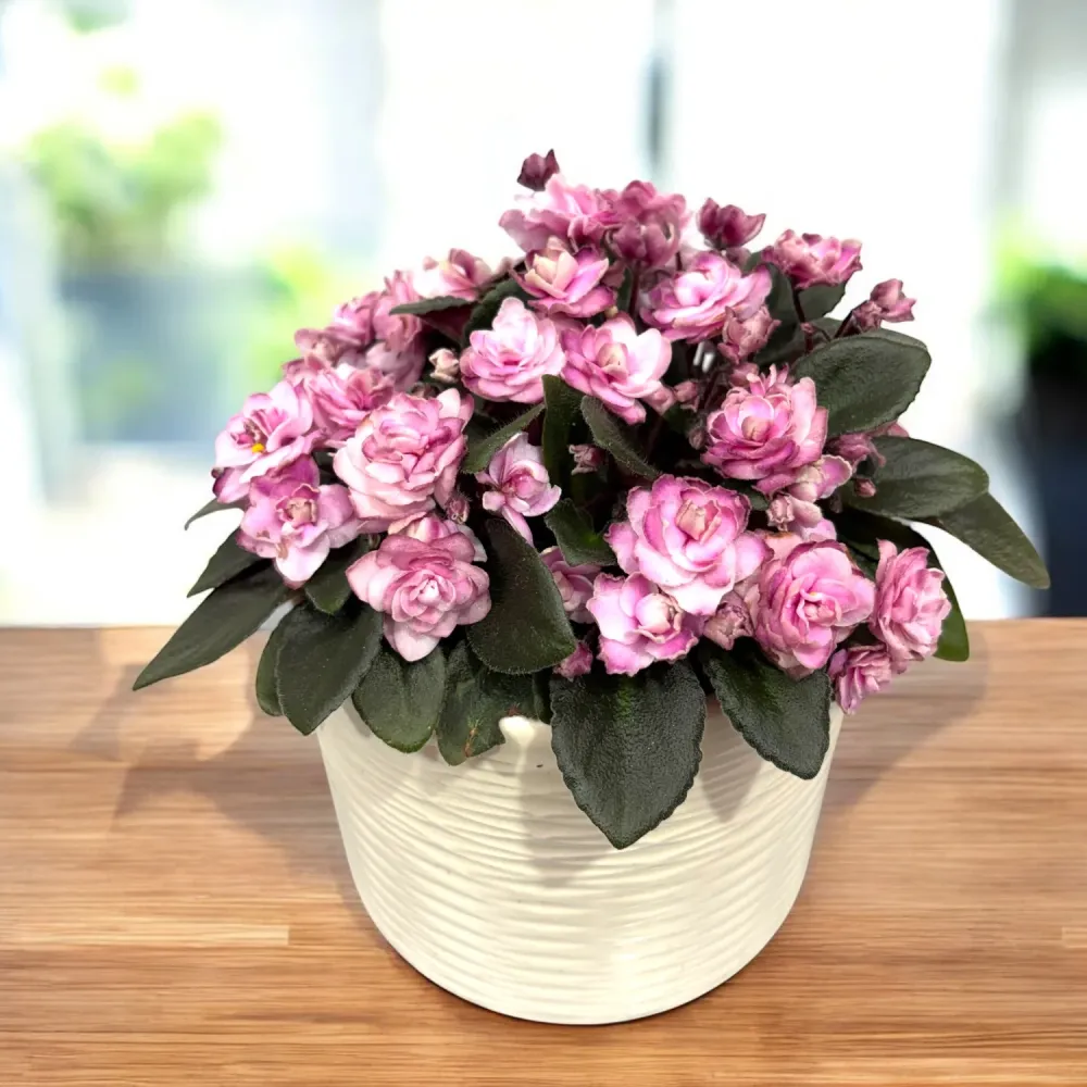 Saintpaulia Jolly Imp - violete speciale
