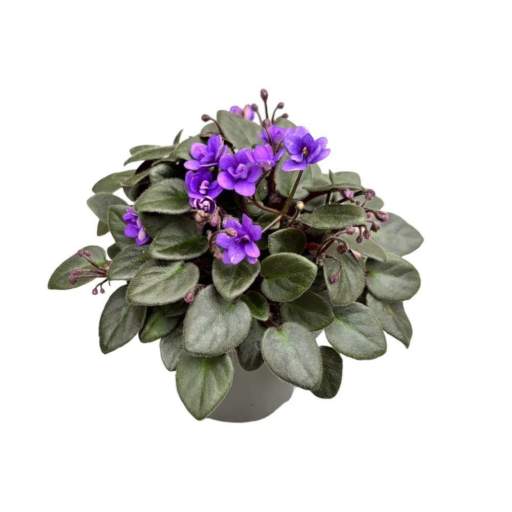 Saintpaulia Micro Blue - violete speciale cu flori duble