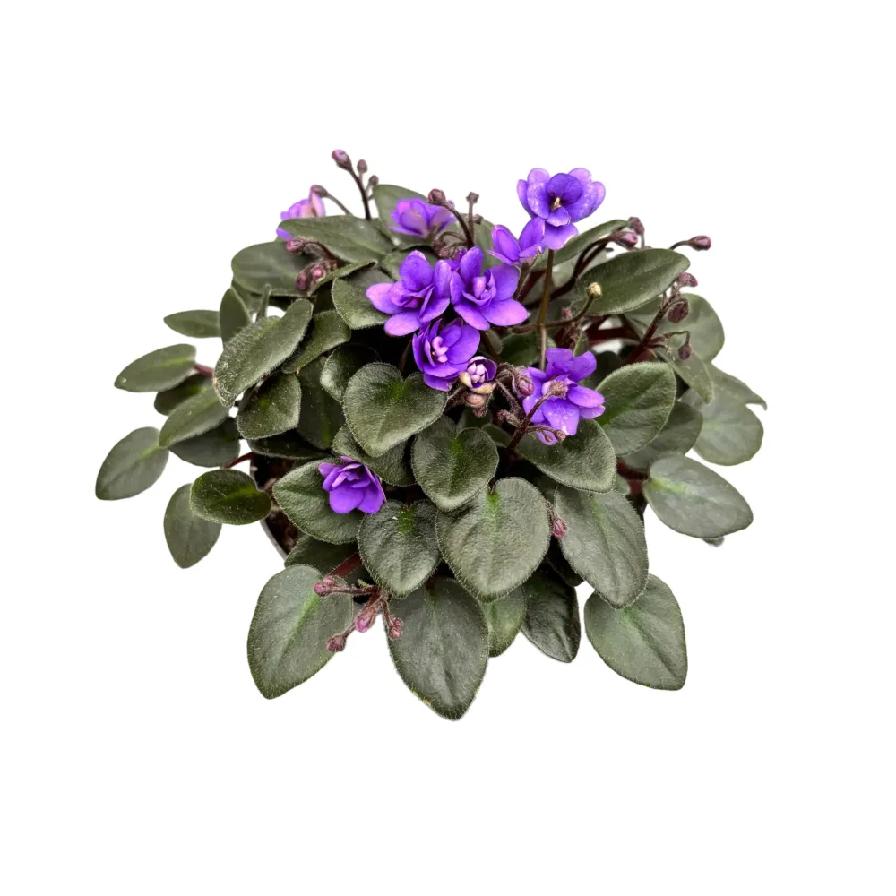 Saintpaulia Micro Blue - violete speciale cu flori duble