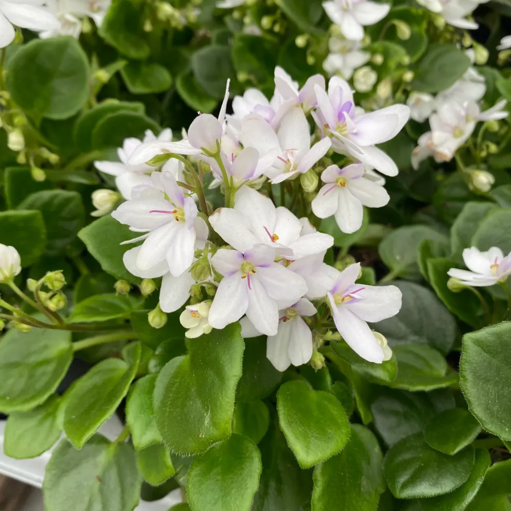 Saintpaulia Mini White - violete speciale