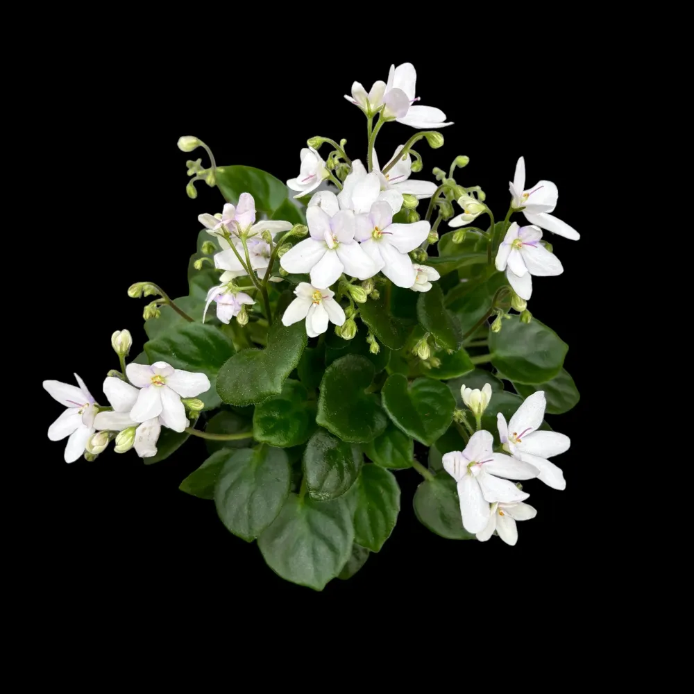 Saintpaulia Mini White - violete speciale