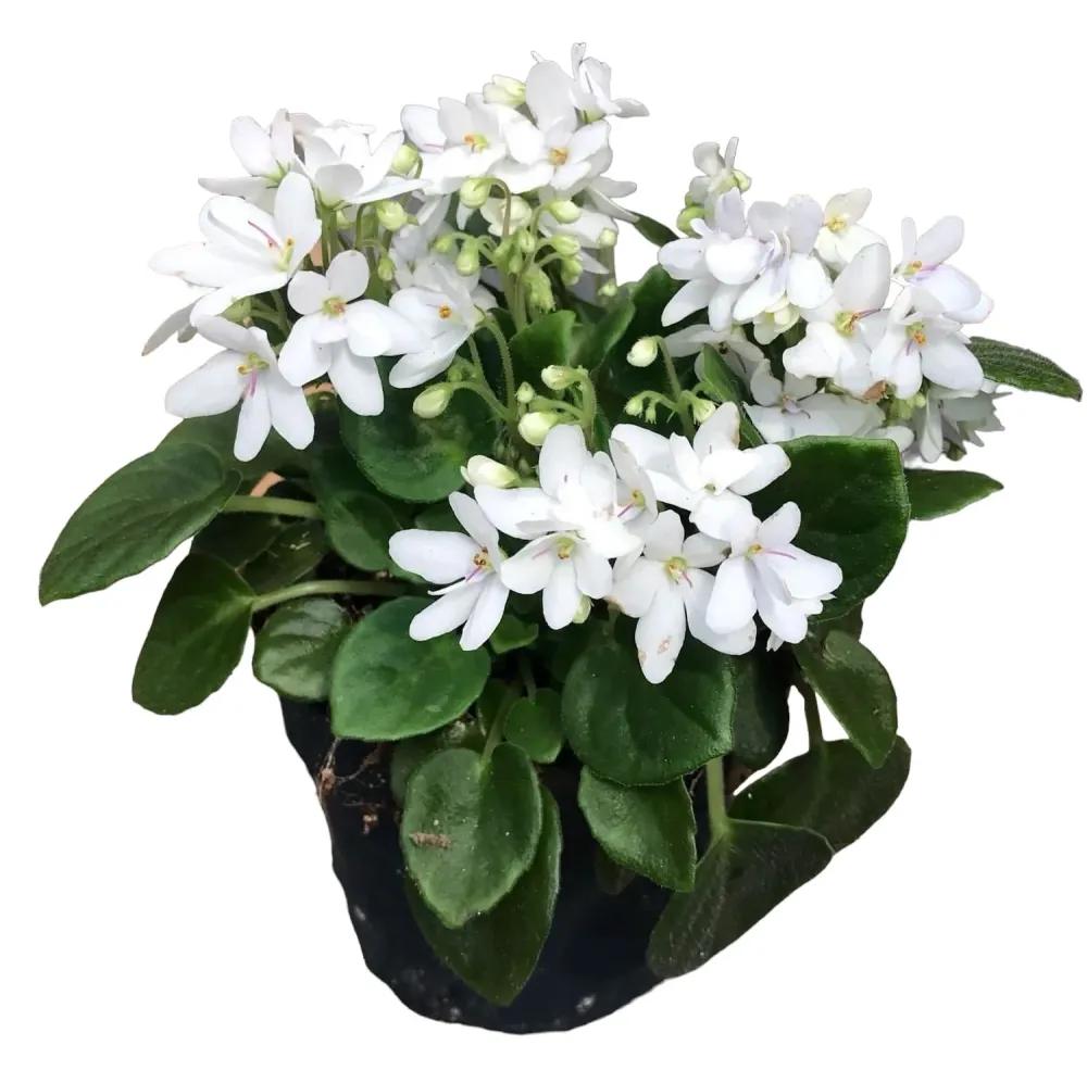 Saintpaulia Mini White - violete speciale