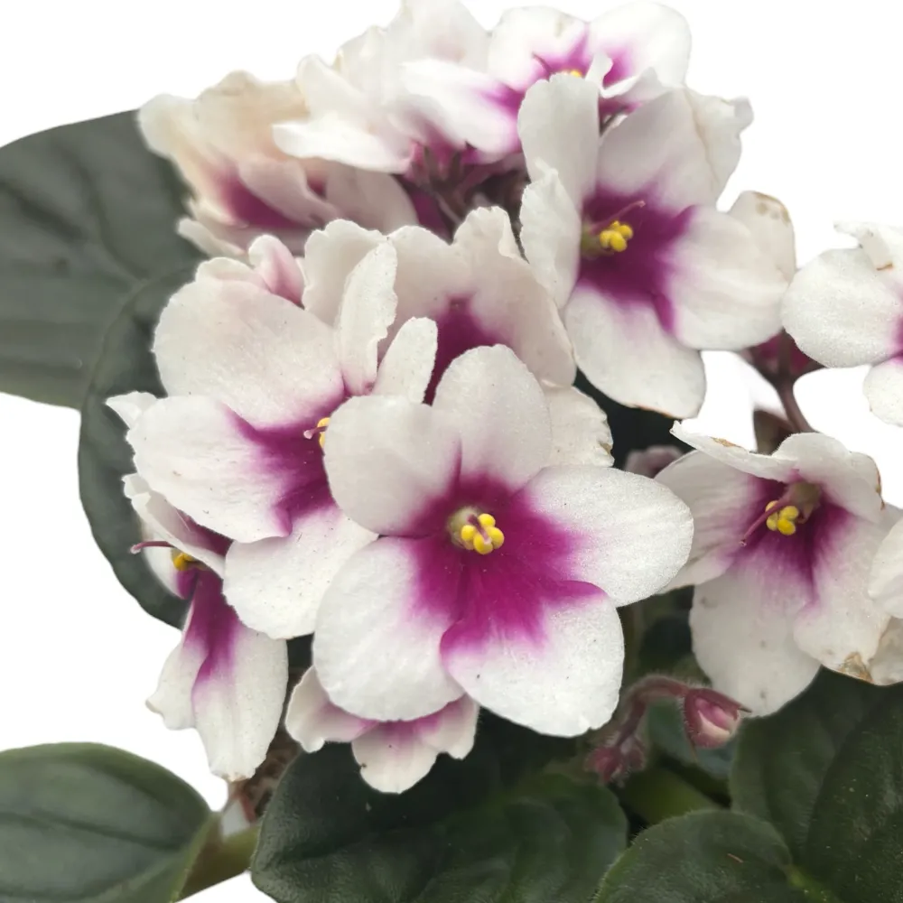 Saintpaulia MyCharm - Violete africane bicolore