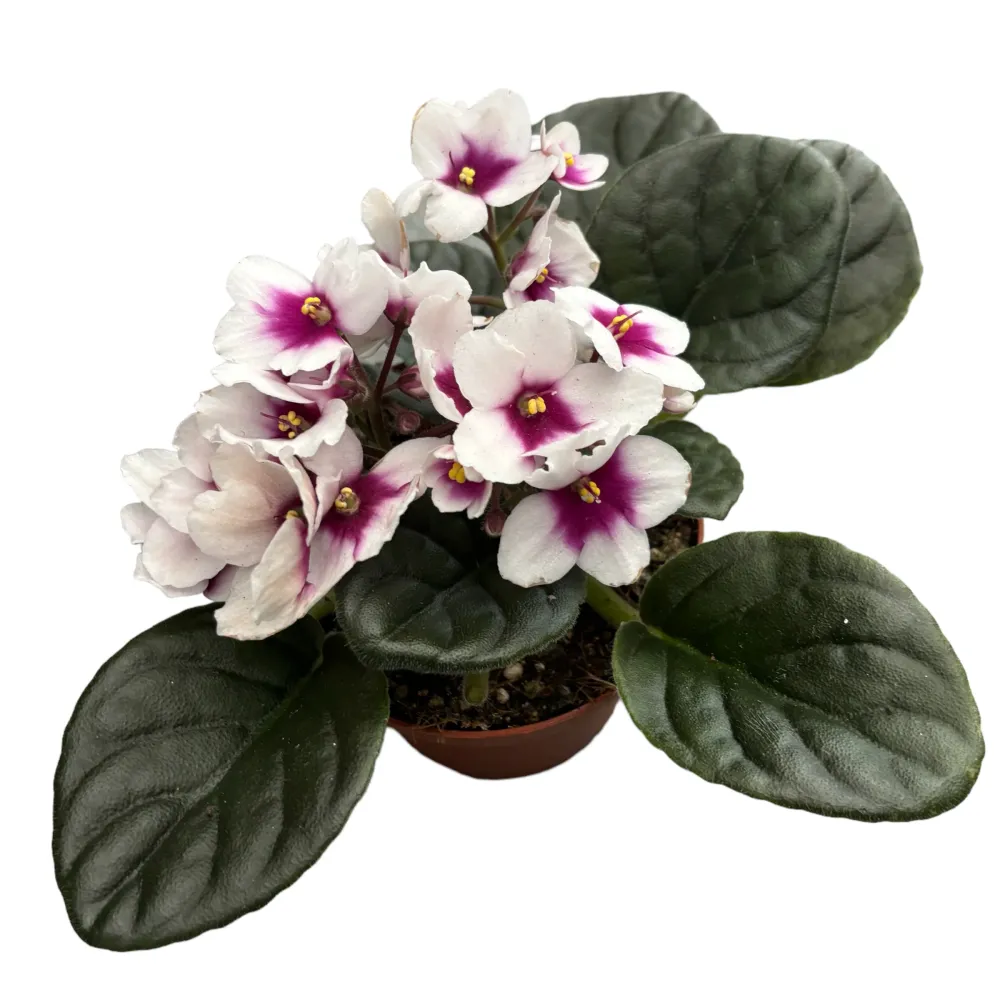 Saintpaulia MyCharm - Violete africane bicolore
