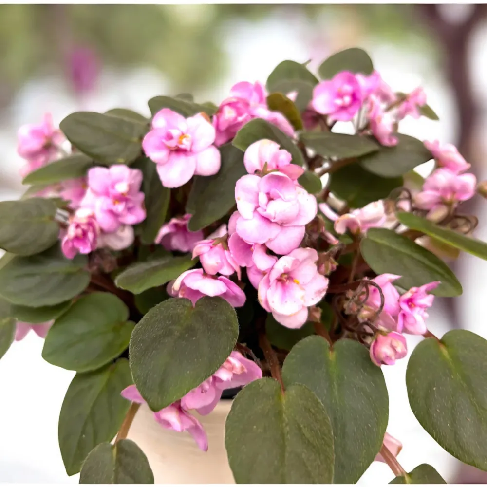 Saintpaulia Rob's Sailor Bill (Double Pink) - violete speciale cu flori duble roz