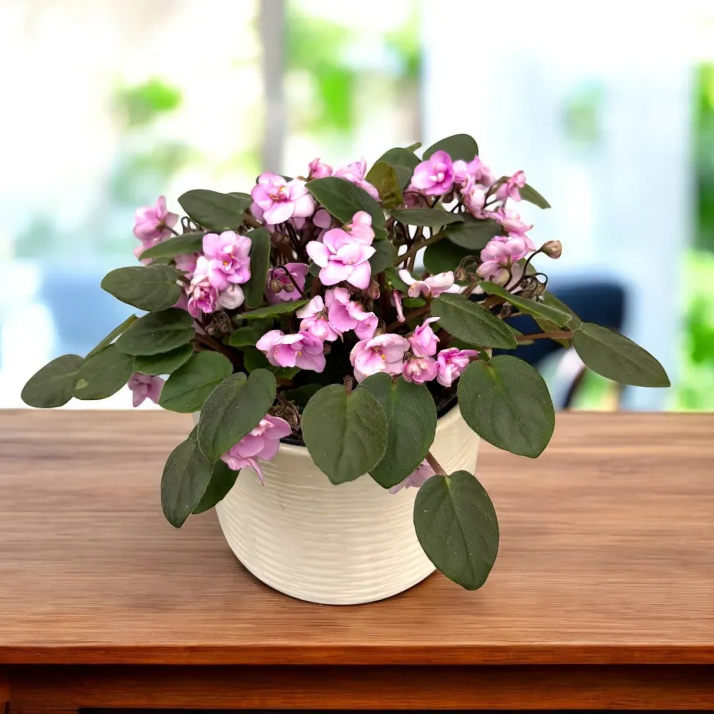 Saintpaulia Rob's Sailor Bill (Double Pink) - violete speciale cu flori duble roz