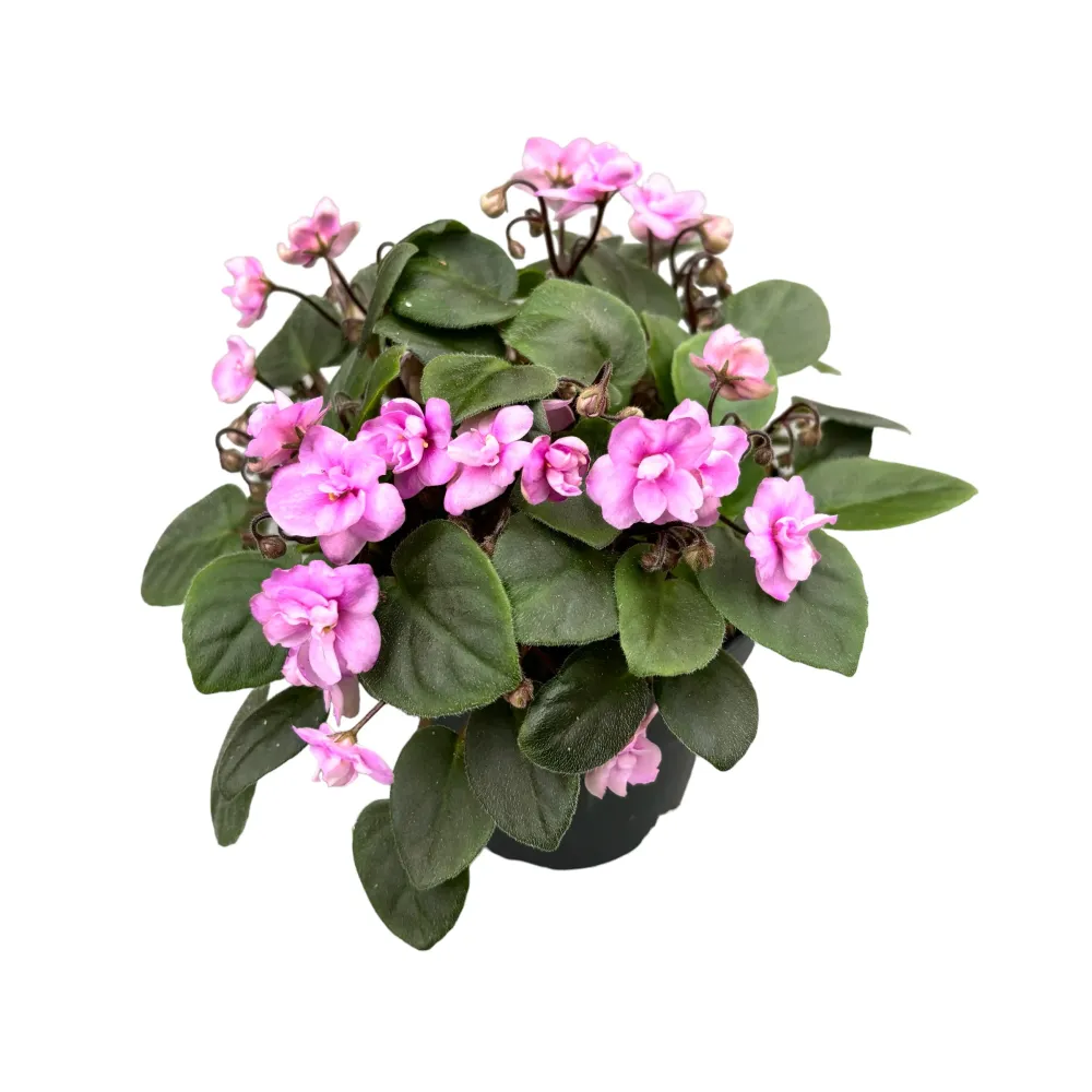 Saintpaulia Rob's Sailor Bill (Double Pink) - violete speciale cu flori duble roz