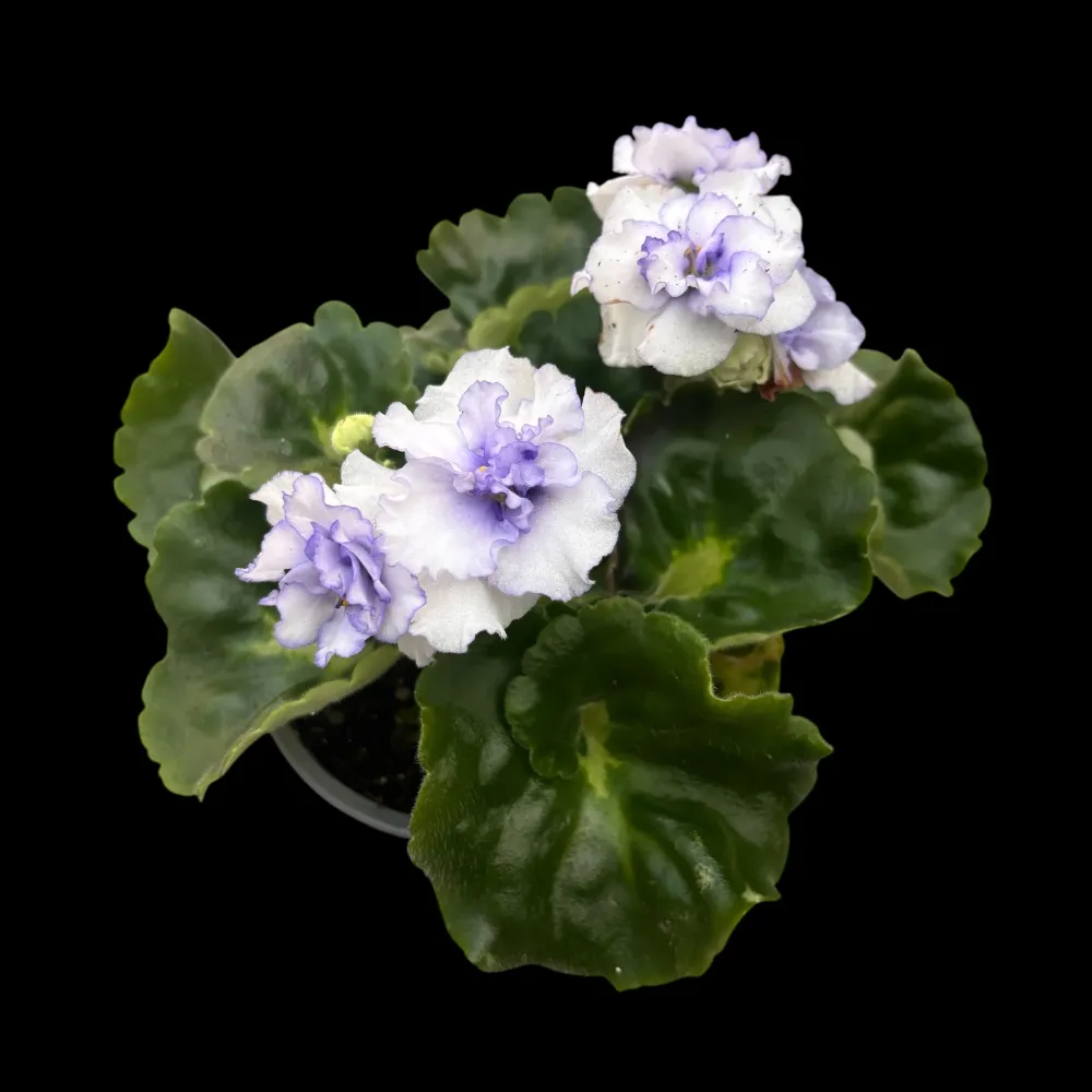 Saintpaulia Rococo Bicolor - Violete de Parma cu flori duble bicolore