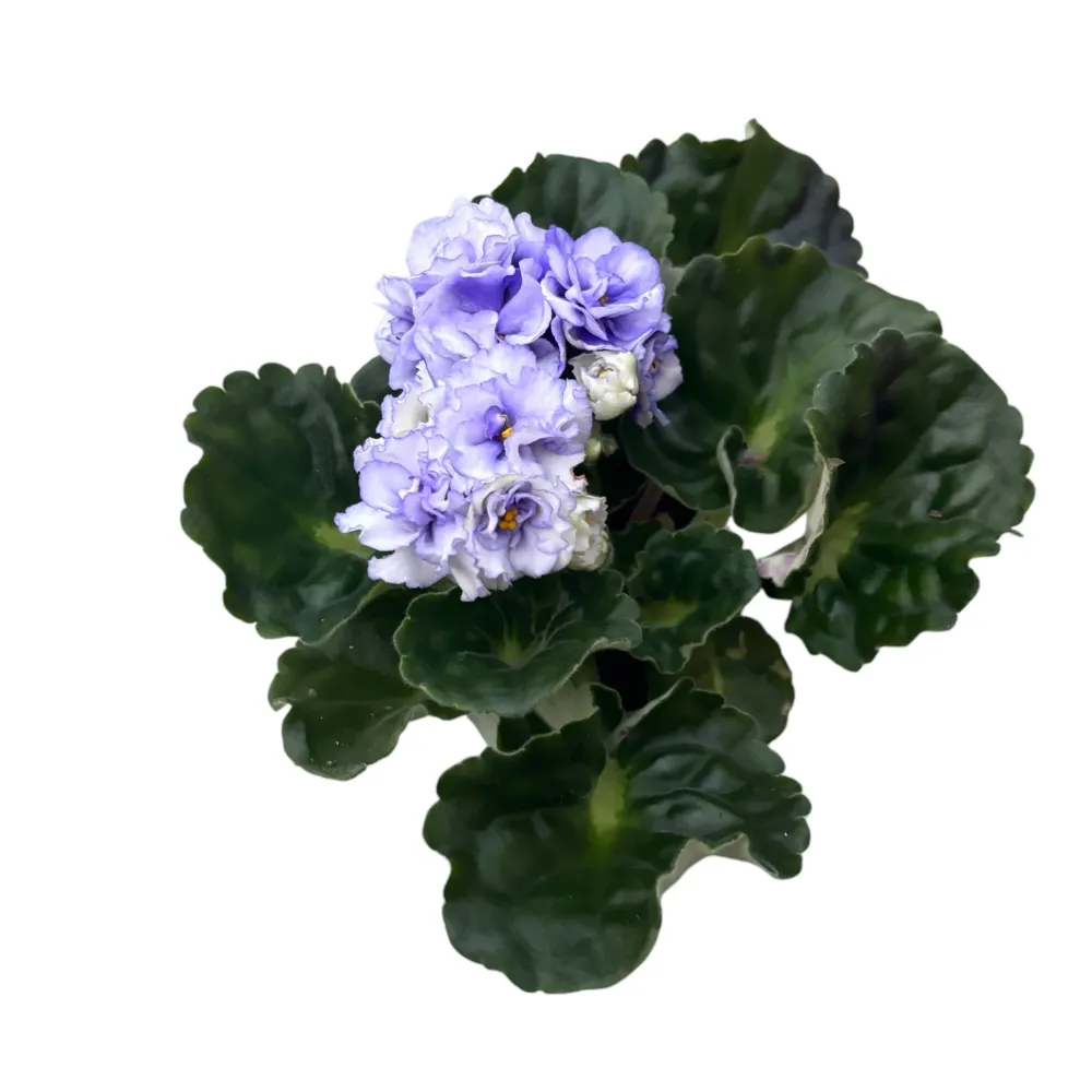 Saintpaulia Rococo Bicolor - Violete de Parma cu flori duble bicolore