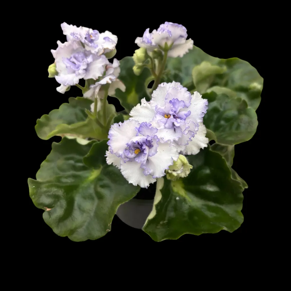Saintpaulia Rococo Bicolor - Violete de Parma cu flori duble bicolore