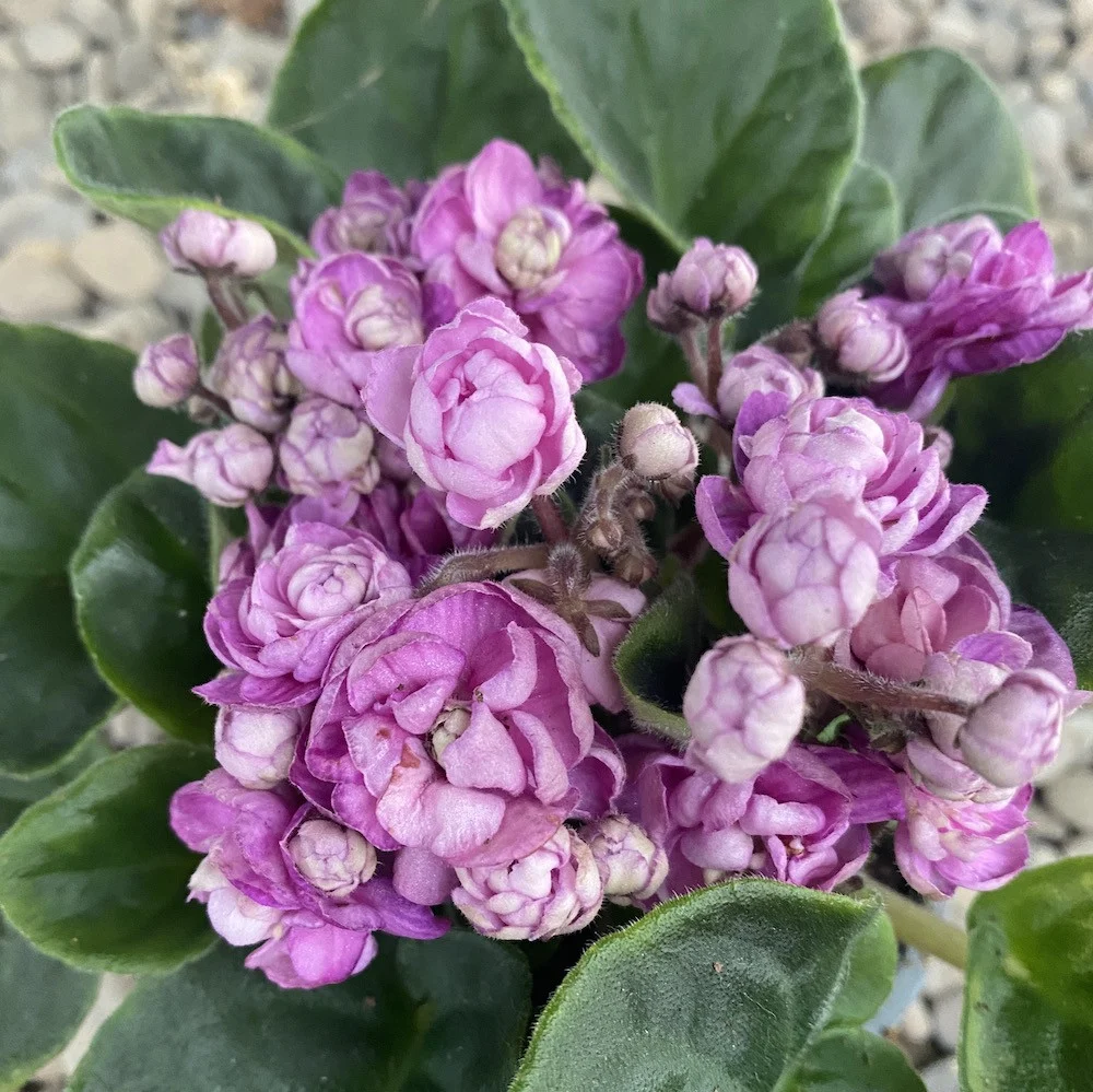 Saintpaulia Rosanne Britt - flori duble