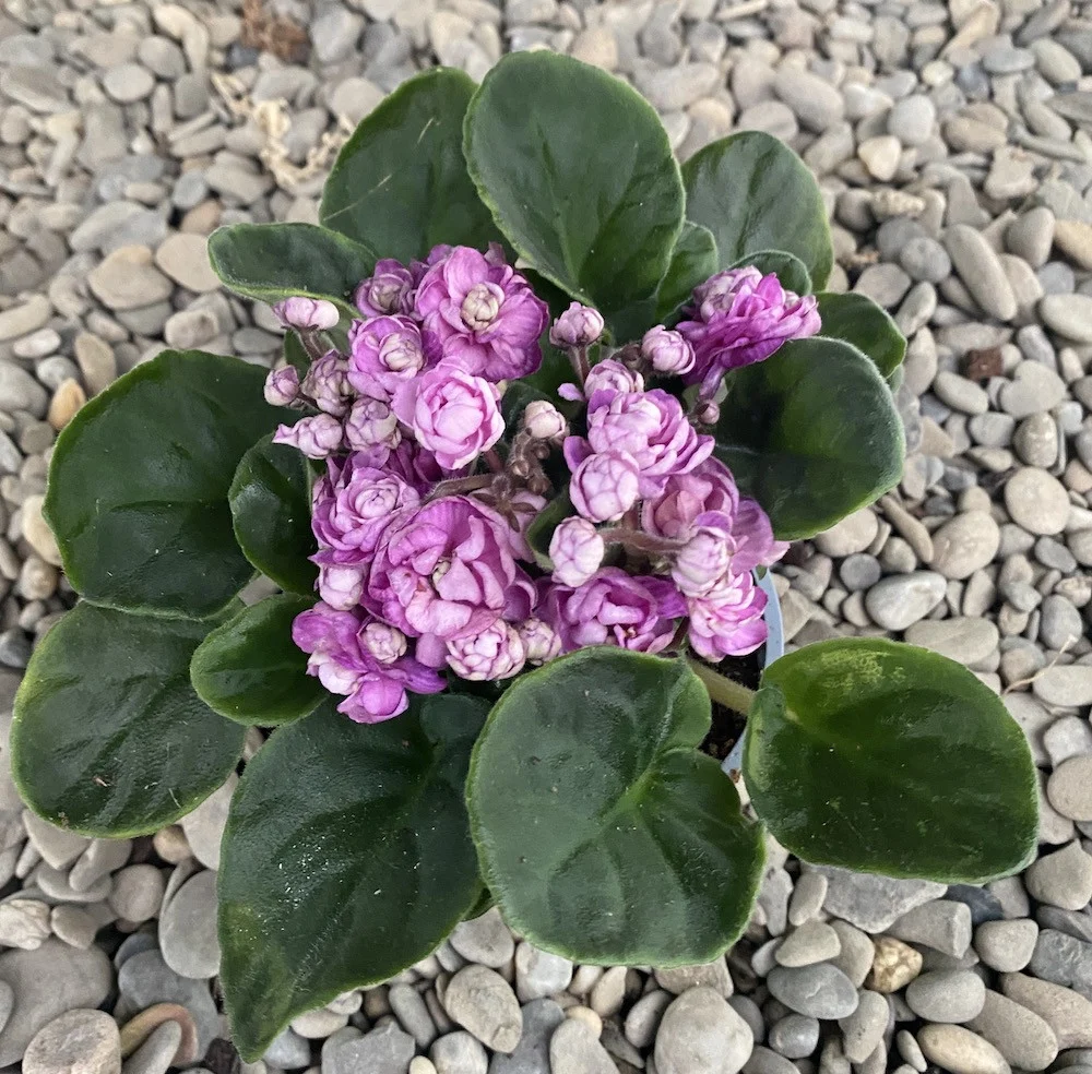 Saintpaulia Rosanne Britt - flori duble