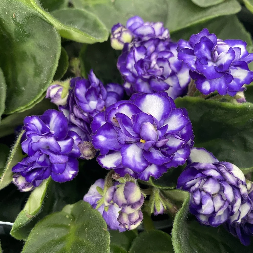 Saintpaulia Rosanne Lotte - violete cu flori duble